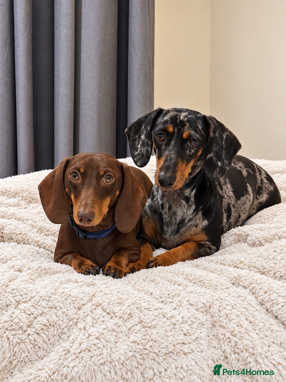 Dachshund dogs KC Registered Dachshund Puppies  - Advert 2