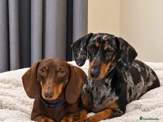 Dachshund dogs KC Registered Dachshund Puppies - Advert 2