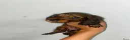 Miniature Dachshund dogs for sale: Stunning full fluffy miniature dachshunds - Advert 12