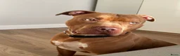 Mixed Breed dogs for sale: Staffy cross in Croydon - Advert 3