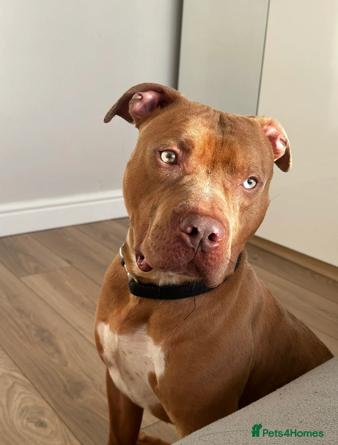 Mixed Breed dogs for sale: Staffy cross in Croydon - Advert 3