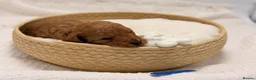 Toy Poodle dogs for sale: 🐩ASIAN Red Purebred Poodle Puppies|DNA Clear🧬 - Advert 15
