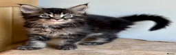 Maine Coon cats for sale: Beautiful Maine Coon kittens - Advert 21