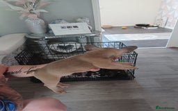 French Bulldog dogs for sale: French bulldog puppys  - Image 13