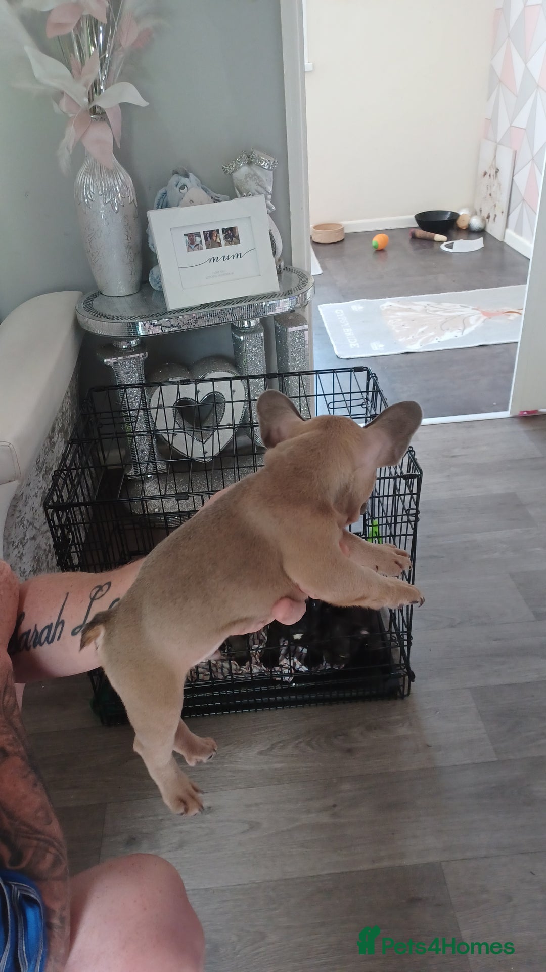 French Bulldog dogs for sale: French bulldog puppys  - Image 13