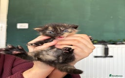 Bengal cats for sale: Beautiful bengal kittens white and ginger  - Image 17