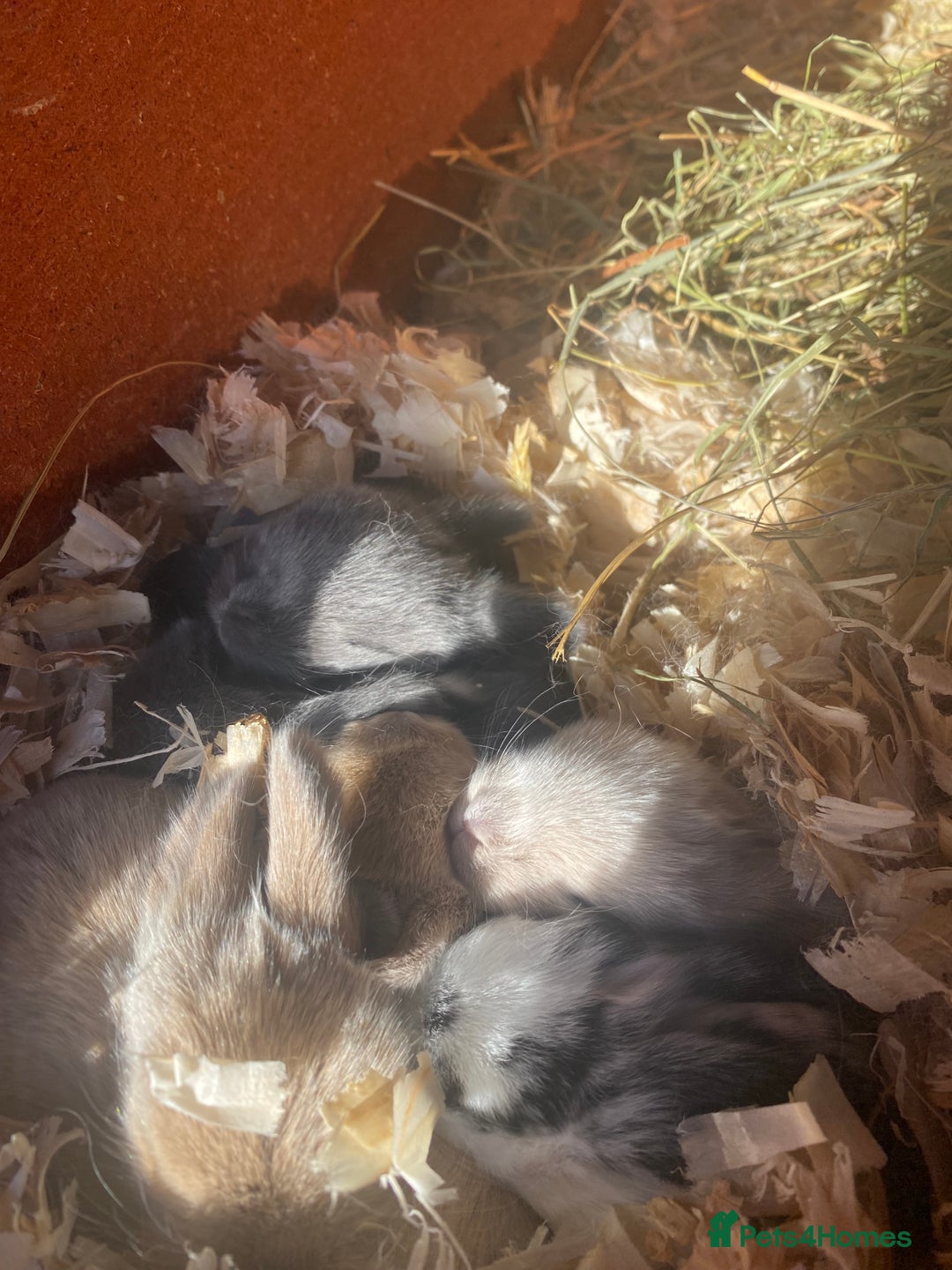 Mini Lion Lop rabbits for sale: pure bread mini lops  - Advert 3