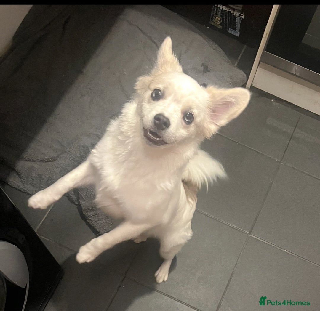 Mixed Breed dogs for sale: Adorable bitch 6 months old Pomsky  - Image 3
