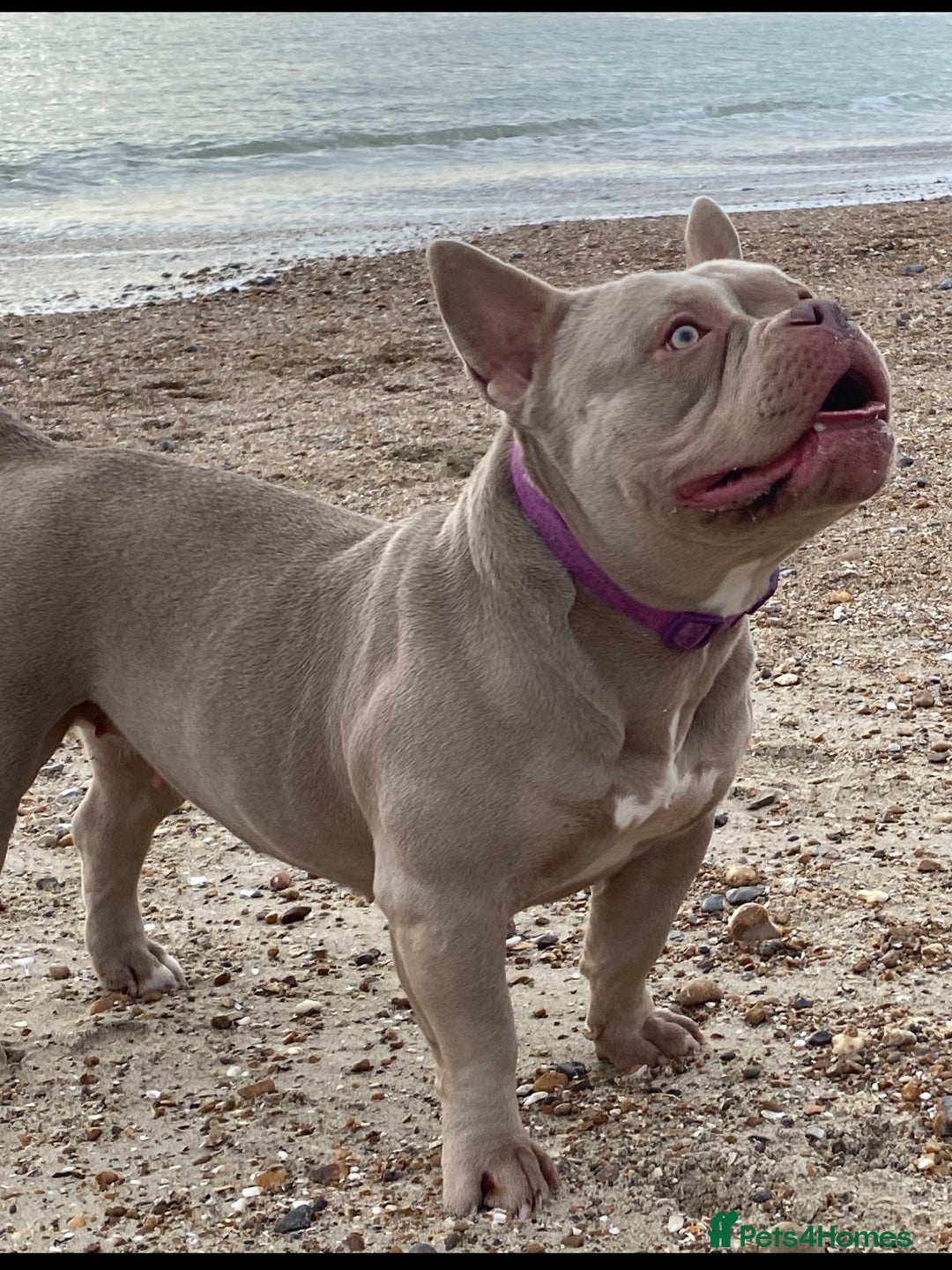American Bully dogs for sale: Lilac Micro Bully  - Advert 5