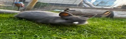 Netherland Dwarf rabbits for sale: Pure Netherland dwarf   - Advert 16