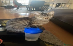 Aegean cats for sale: Cuddles - Image 4