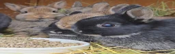 Netherland Dwarf rabbits for sale: Purebred Netherland Dwarf - Advert 8