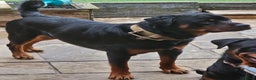 Rottweiler dogs for stud: Rottweiler stud halifax proven  in Halifax - Advert 6