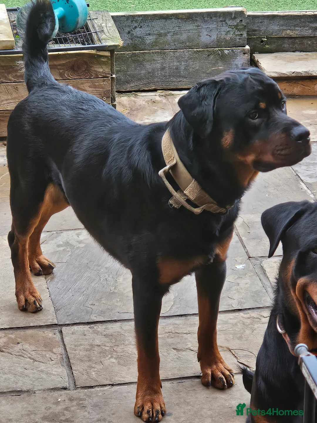 Rottweiler dogs for stud: Rottweiler stud halifax proven  in Halifax - Advert 6