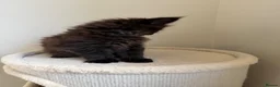Maine Coon cats for sale: Pedigree TICA Champion Russian import line MCO - Advert 35
