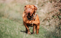 Dogue De Bordeaux dogs for stud: Dogue de Bordeaux for STUD - PROVEN  in Nottingham - Image 2