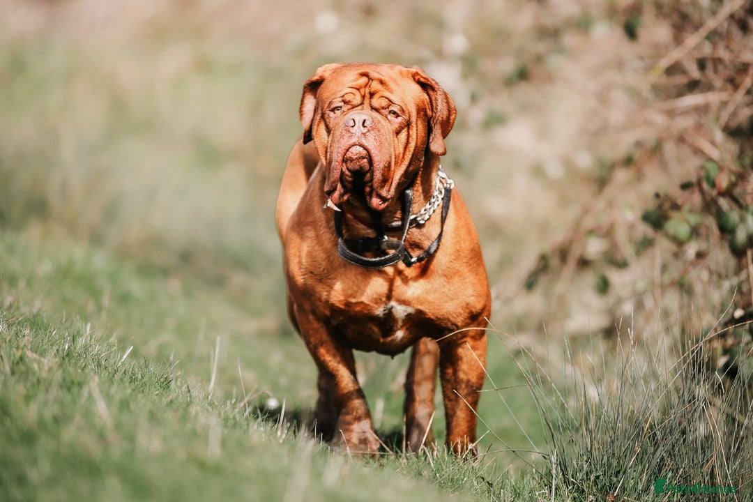 Dogue De Bordeaux dogs for stud: Dogue de Bordeaux for STUD - PROVEN  in Nottingham - Image 2
