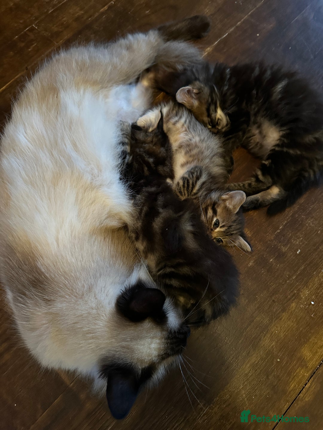 Mixed Breed cats for sale: Ragdoll Cross Kittens, 2 boys 1 girl - Advert 17