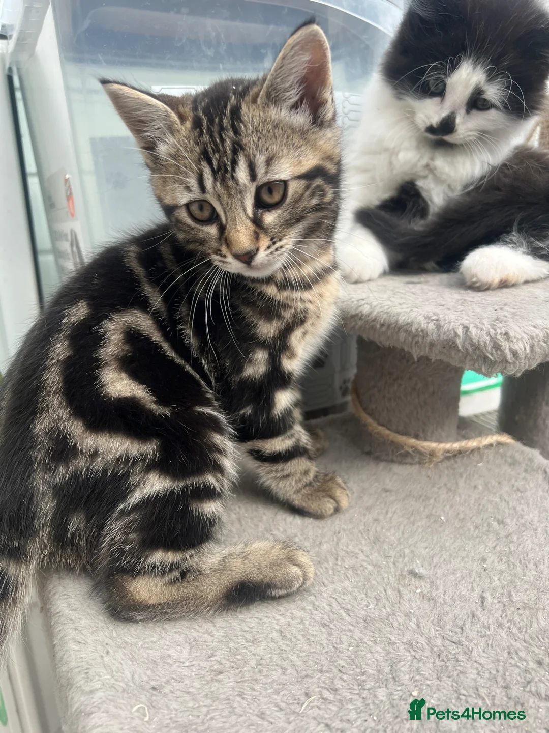 British Shorthair cats for sale: 4 kittens for sale  - Advert 7