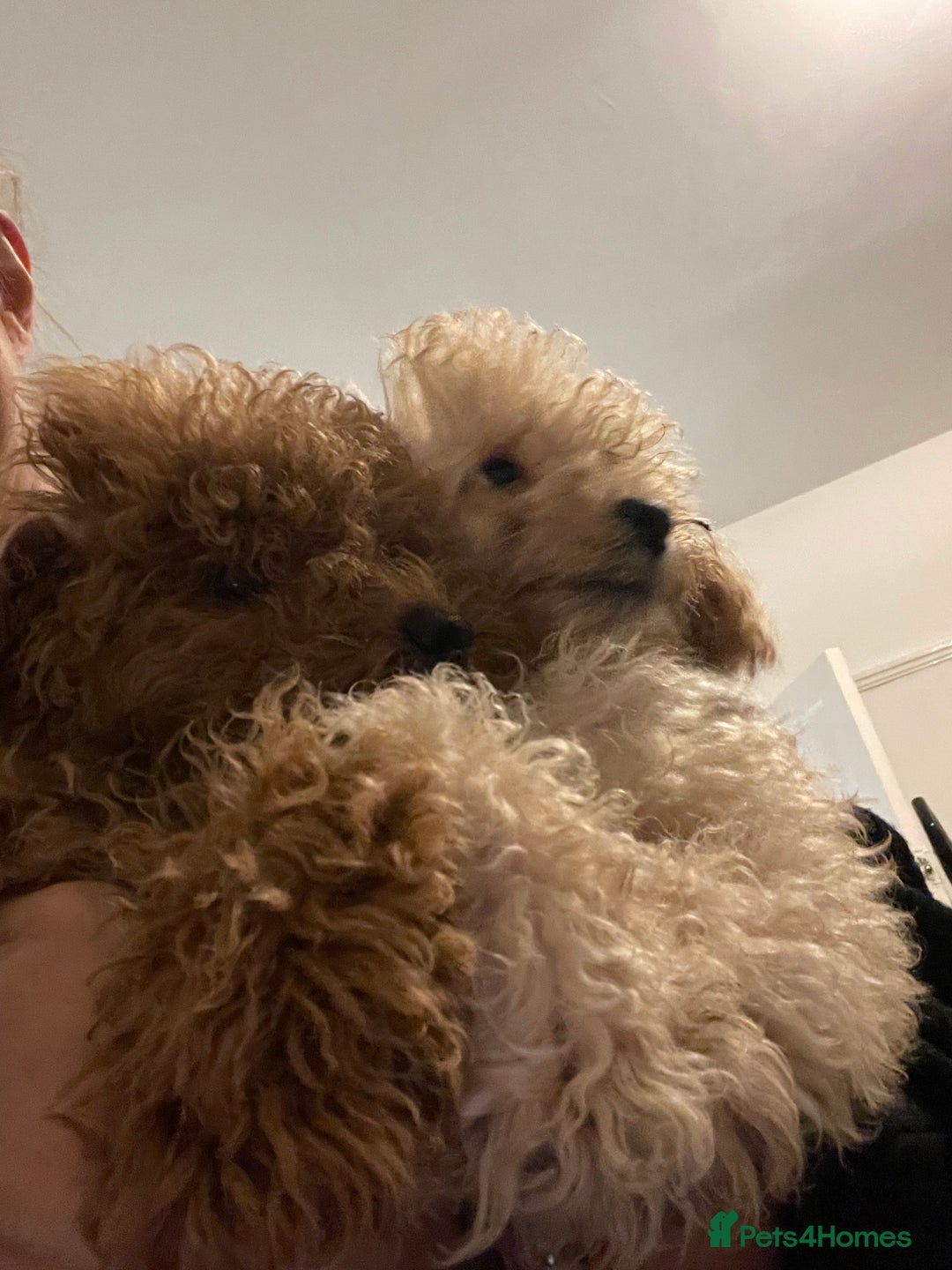 Toy Poodle dogs for sale: Stunning tiny toy poodles  - Advert 5