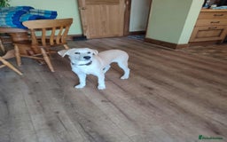 Labrador Retriever dogs for adoption: Lab cross rescue Troy for adoption  - Image 5