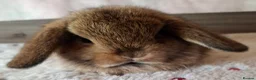 Mini Lop rabbits for sale: Various ages - Advert 10