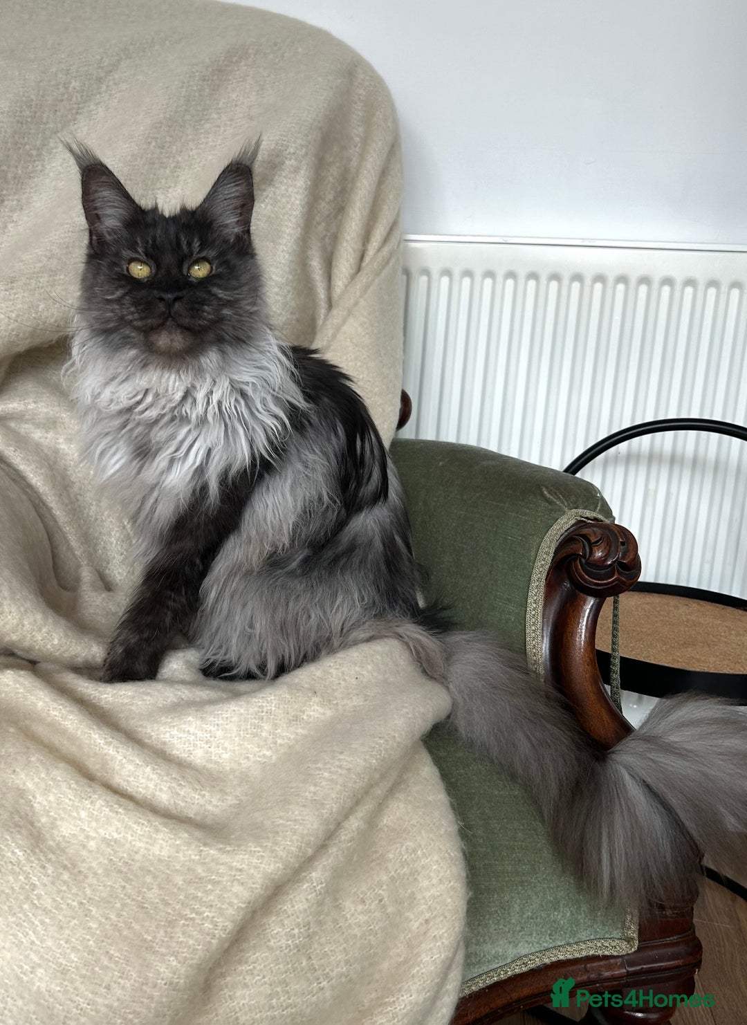 Maine Coon cats for sale: Black smoke mainecoon kittens - Image 2