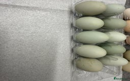 Chickens poultry for sale: Fertile hatching eggs available. One day old chick - Image 4