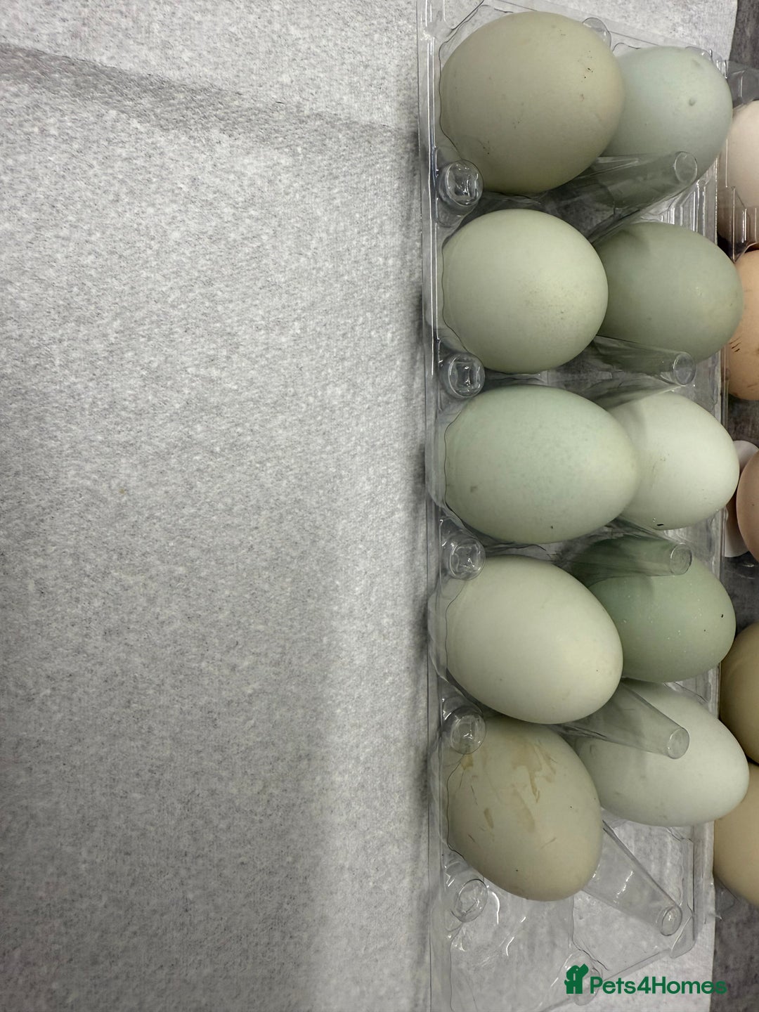 Chickens poultry for sale: Fertile hatching eggs available. One day old chick - Image 4