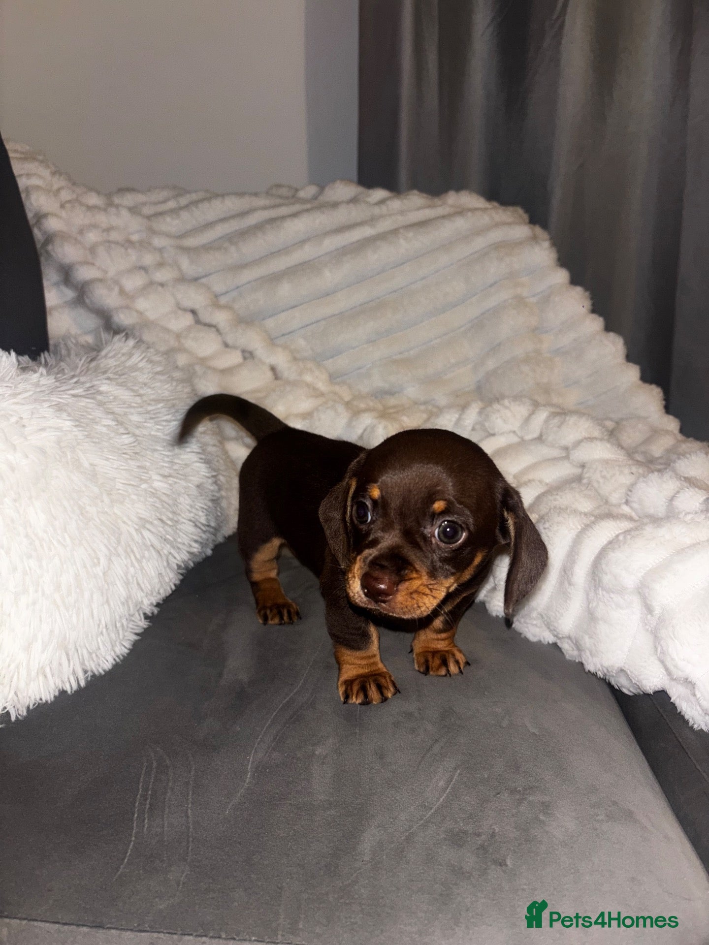 Chiweenie dogs Gorgeous chocolate and tan Chiweenie boy - Advert 3