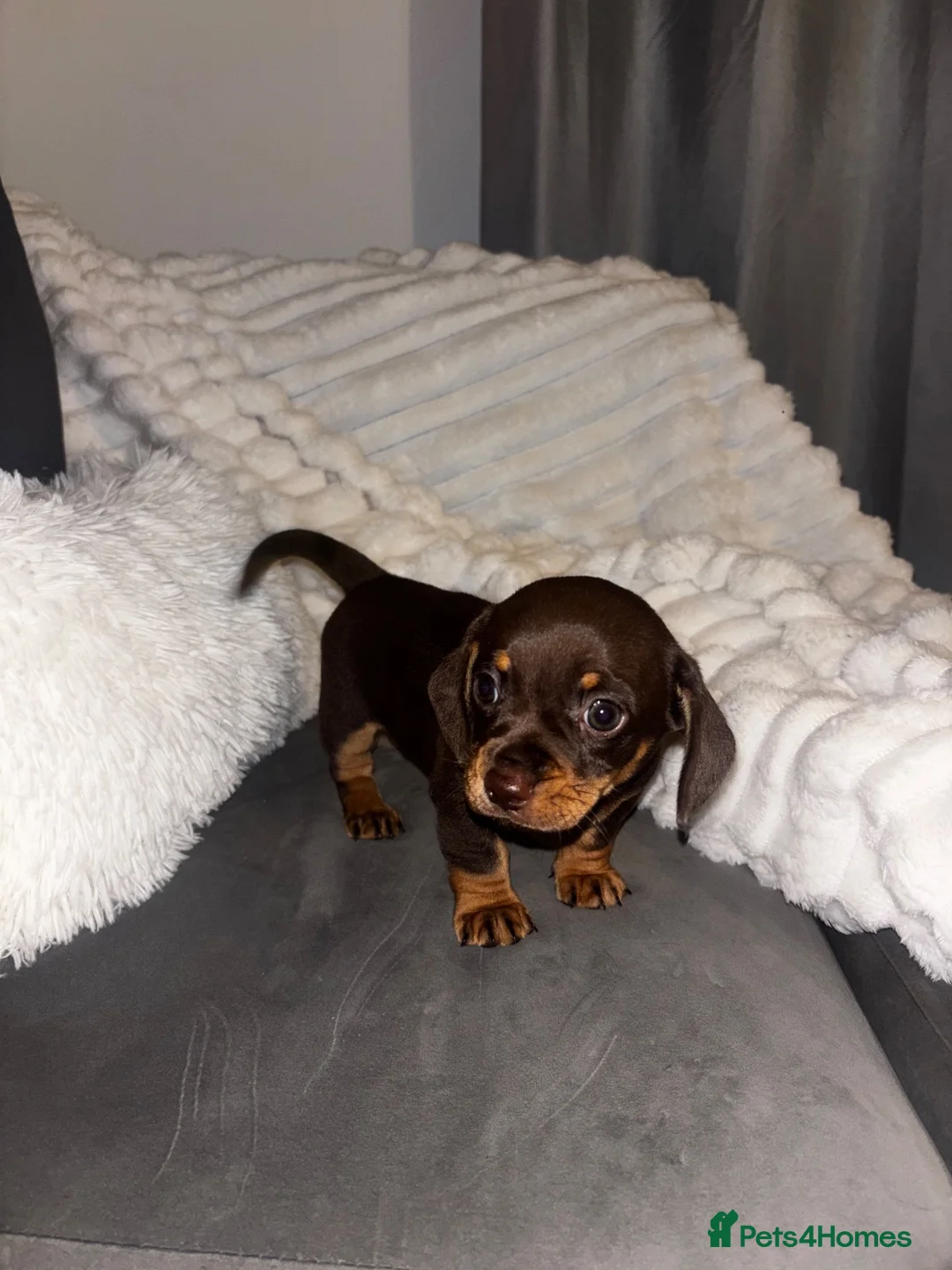 Chiweenie dogs for sale: Gorgeous chocolate and tan Chiweenie boy in Nottingham - Advert 2