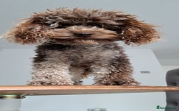 Poodle dogs for stud: cockapoo stud merle DNA health tested in Bristol - Image 6