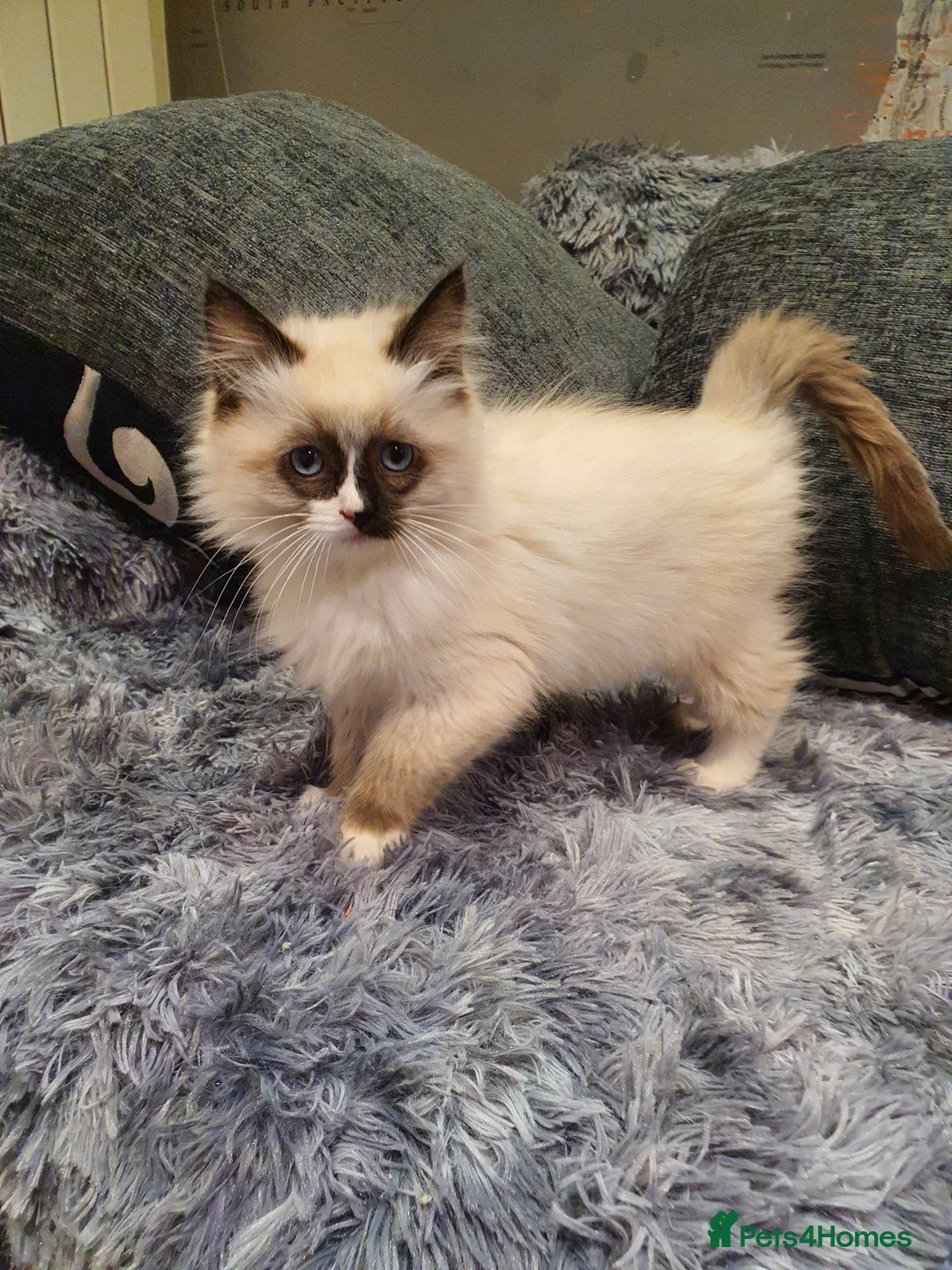 Ragdoll cats for sale: 💖Beautiful GCCF Registered Ragdoll Kittens💖 - Advert 14