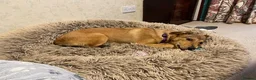 Mixed Breed dogs for adoption: ORLA - FOR ADOPTION  in Aylesbury - Advert 6