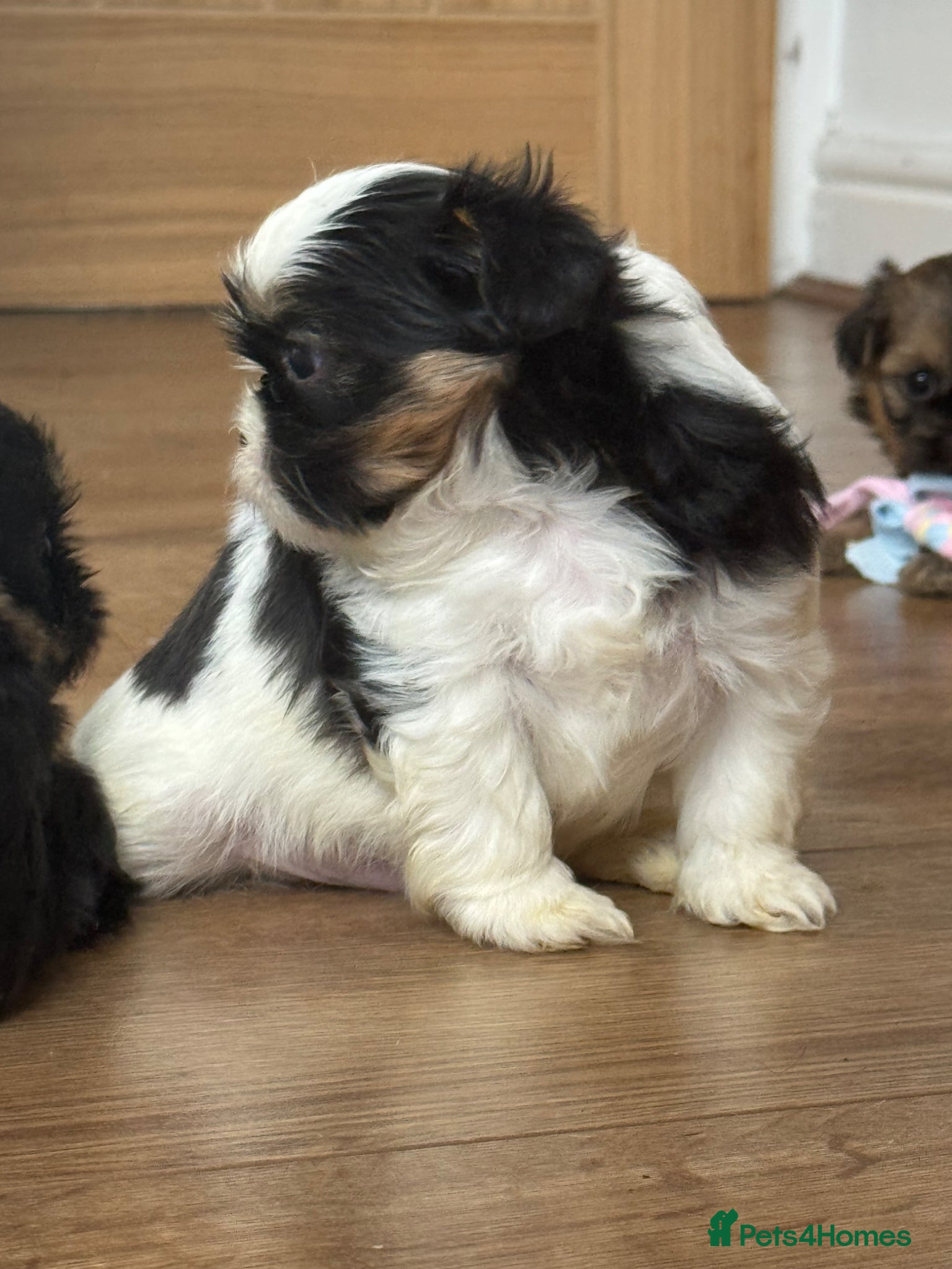Shih Tzu dogs Imperial dobies 2 boys left LICENSED BREEDER  - Advert 2