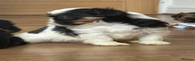 Shih Tzu Puppy 2