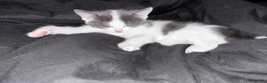 Grey and white 