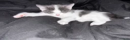 Mixed Breed cats for sale: Kittens for sale asap - Advert 20
