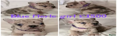 French Bulldog Puppy 5