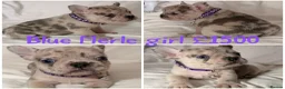 French Bulldog dogs for sale: Reduced to £1250. 1 boy 2 girls left - Advert 27