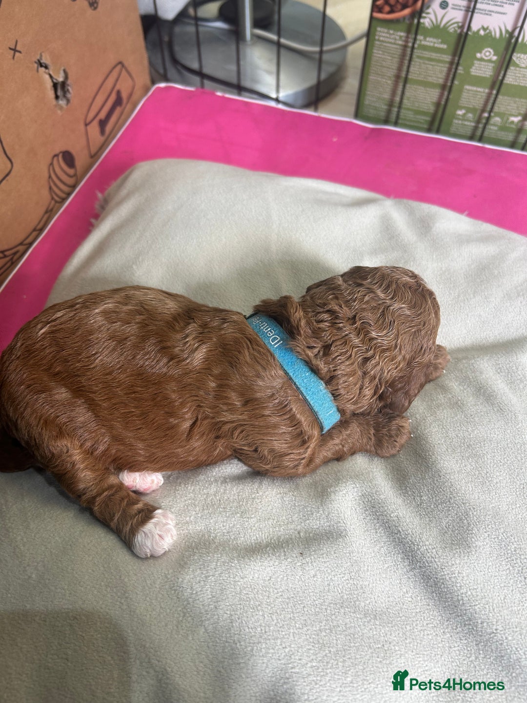 Cavapoo dogs for sale: 7 gorgeous F1b Cavapoo Puppies (4 girls & 3 boys)  - Image 15