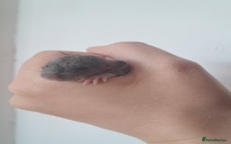 Rat rodents for sale: Mixed Litter for sale! - Image 9
