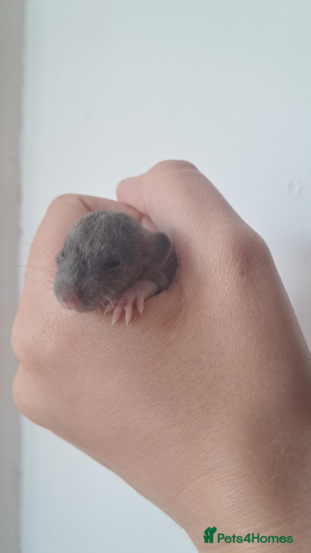 Rat rodents for sale: Mixed Litter for sale! - Image 9