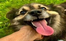 Keeshond dogs for adoption: Mikey’s Story: From Chains to Freedom - Image 2
