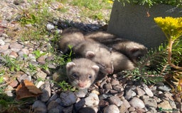 Ferret rodents for sale: 2 litters available sliver mitts and polecats  - Image 9