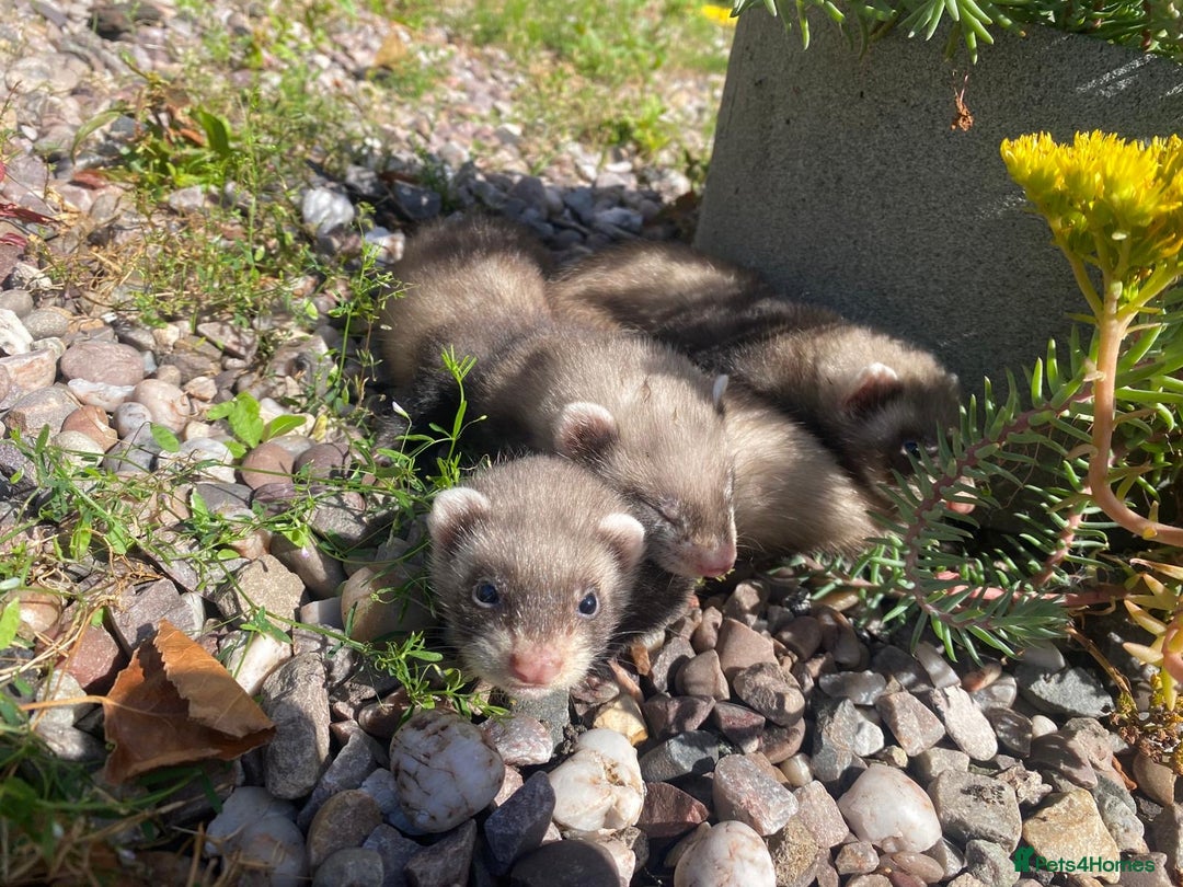 Ferret rodents for sale: 2 litters available sliver mitts and polecats  - Image 9