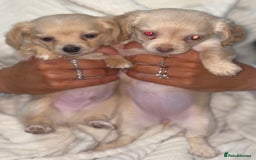Chiweenie dogs for sale: Gorgeous Mini Dachshund X Puppies🐾 - Advert 21
