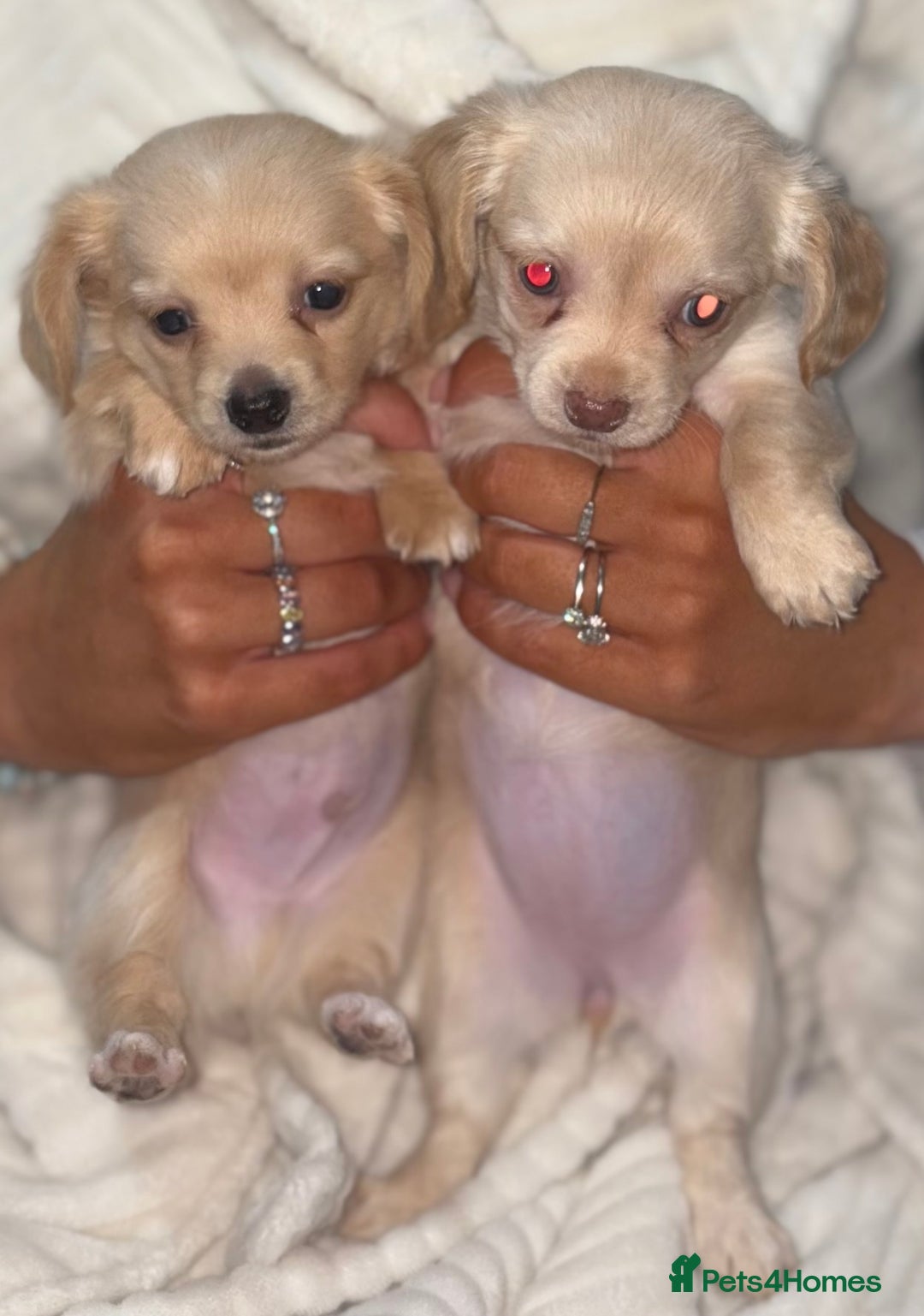 Chiweenie dogs for sale: Gorgeous Mini Dachshund X Puppies🐾 - Advert 21