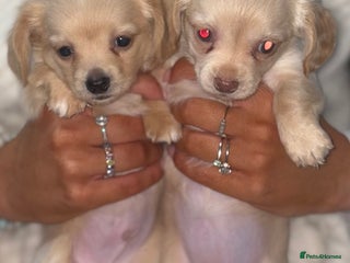 Chiweenie dogs Gorgeous Mini Dachshund X Puppies🐾 - Advert 4