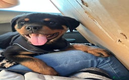 Rottweiler dogs for sale: 14 week old male puppy - Image 2